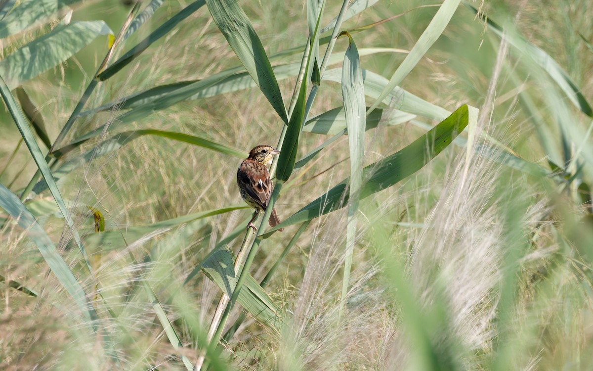 Yellow-breasted Bunting - ML641160566