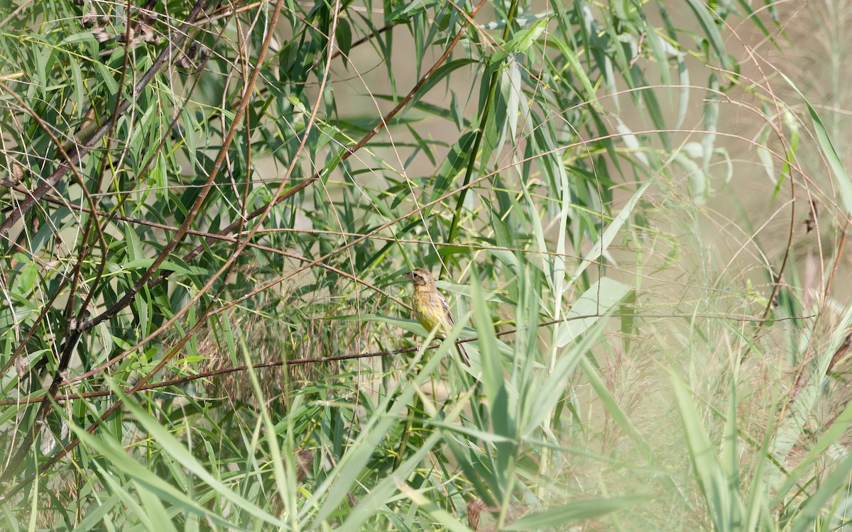 Yellow-breasted Bunting - ML641160568