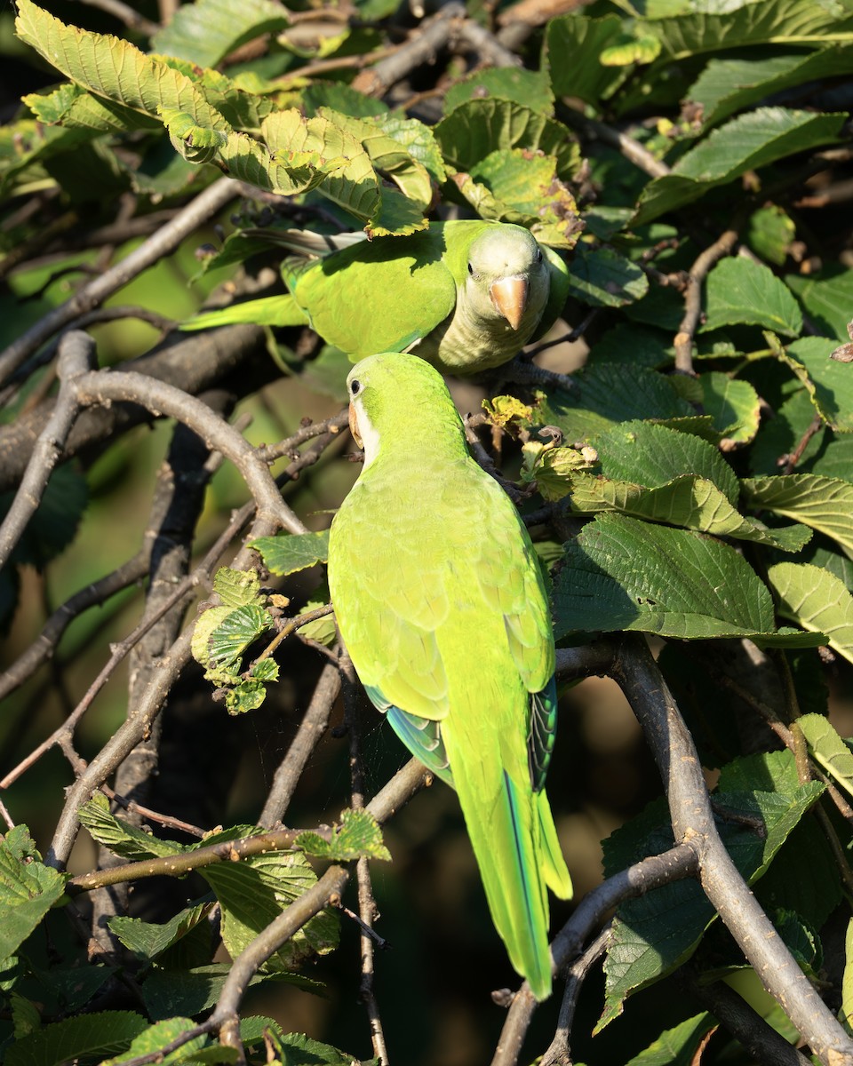 munkeparakitt - ML641160570