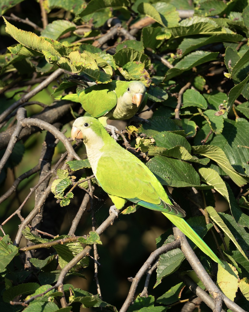munkeparakitt - ML641160573