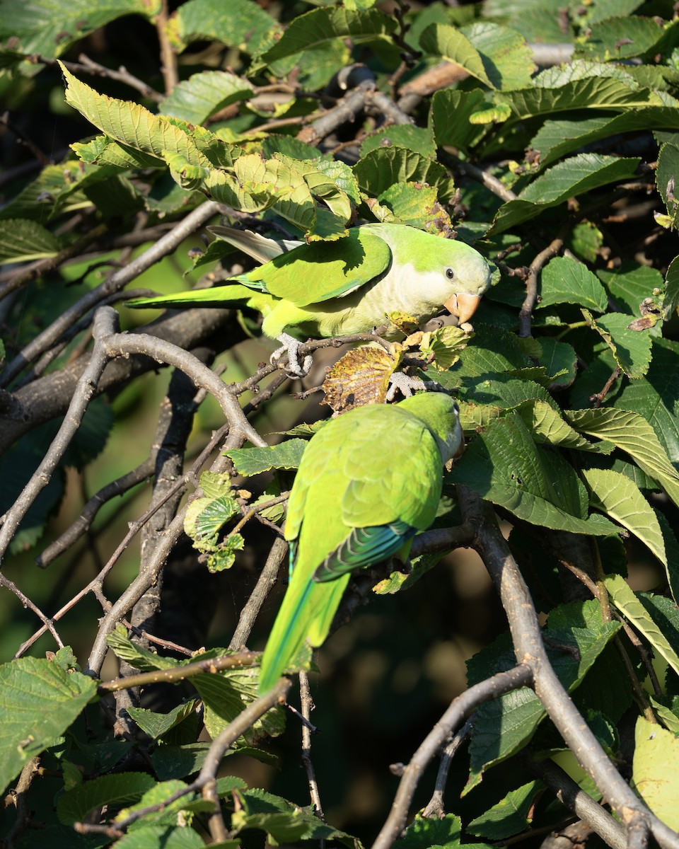 munkeparakitt - ML641160574