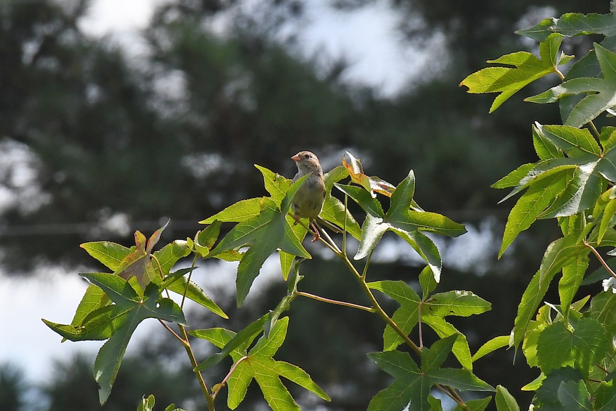 Chingolo Campestre - ML641160597