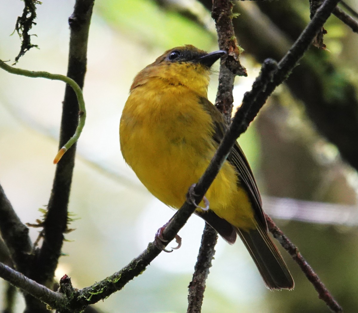 Bornean Whistler - ML641160599