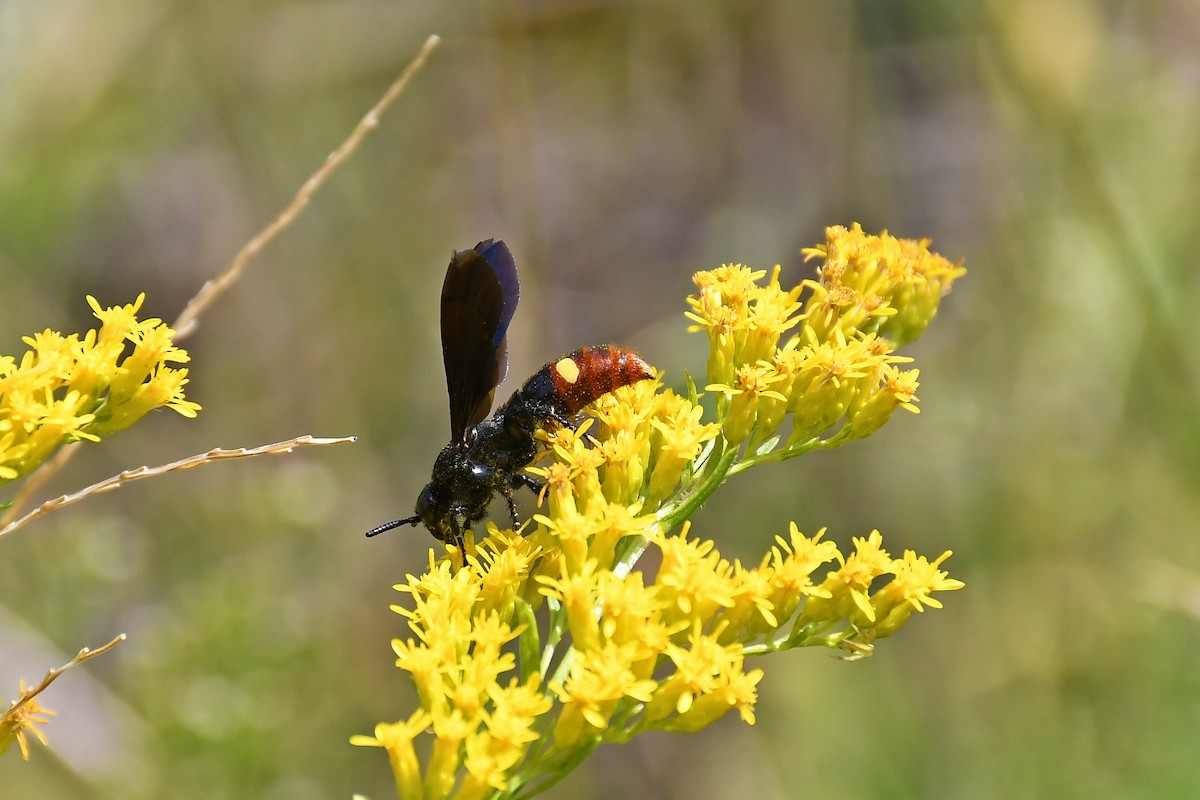 Blue-winged Scoliid Wasp - ML641160606