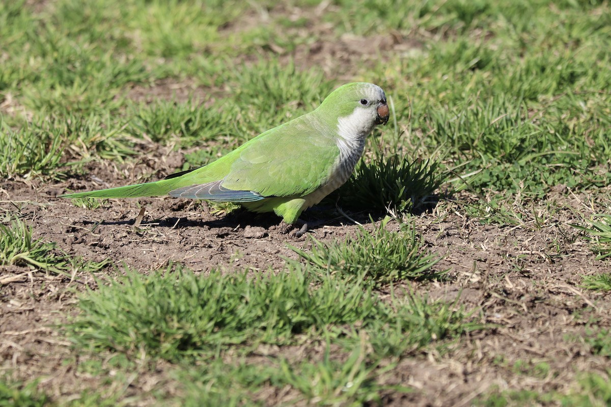 Monk Parakeet - ML641160609