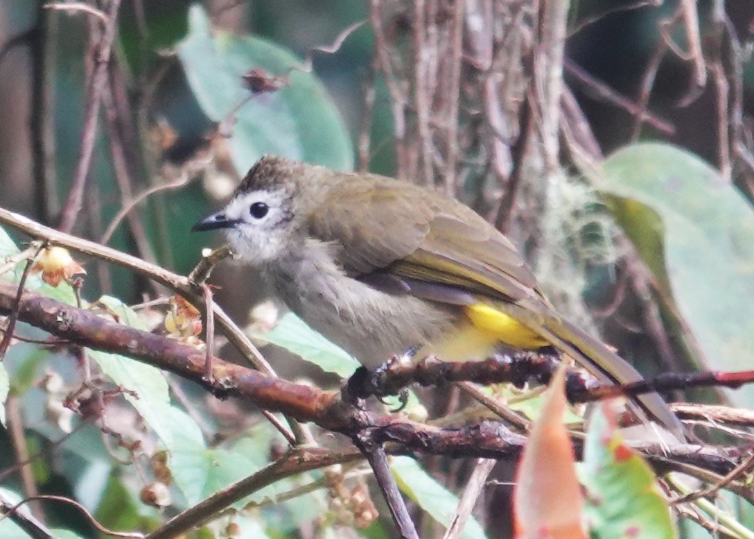 Bulbul à face pâle - ML641160615
