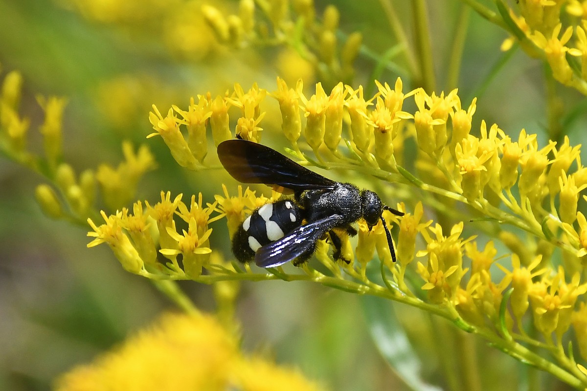 Double-banded Scoliid Wasp - ML641160626