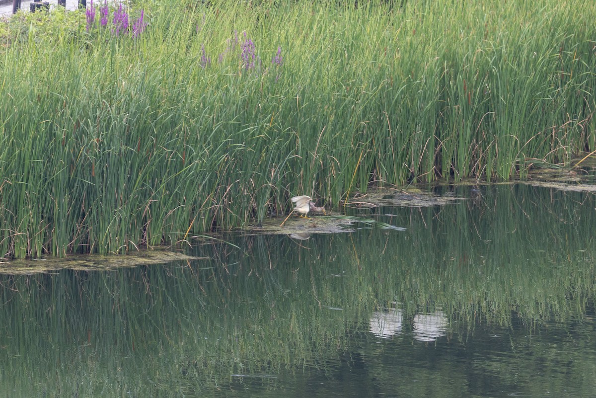 Chinese Pond-Heron - ML641160628