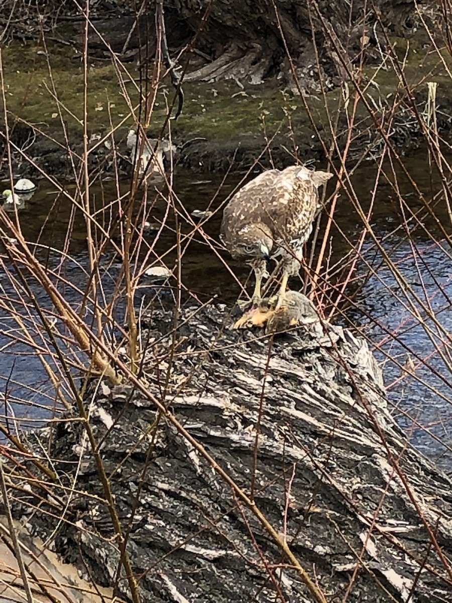 American Goshawk - ML641160644