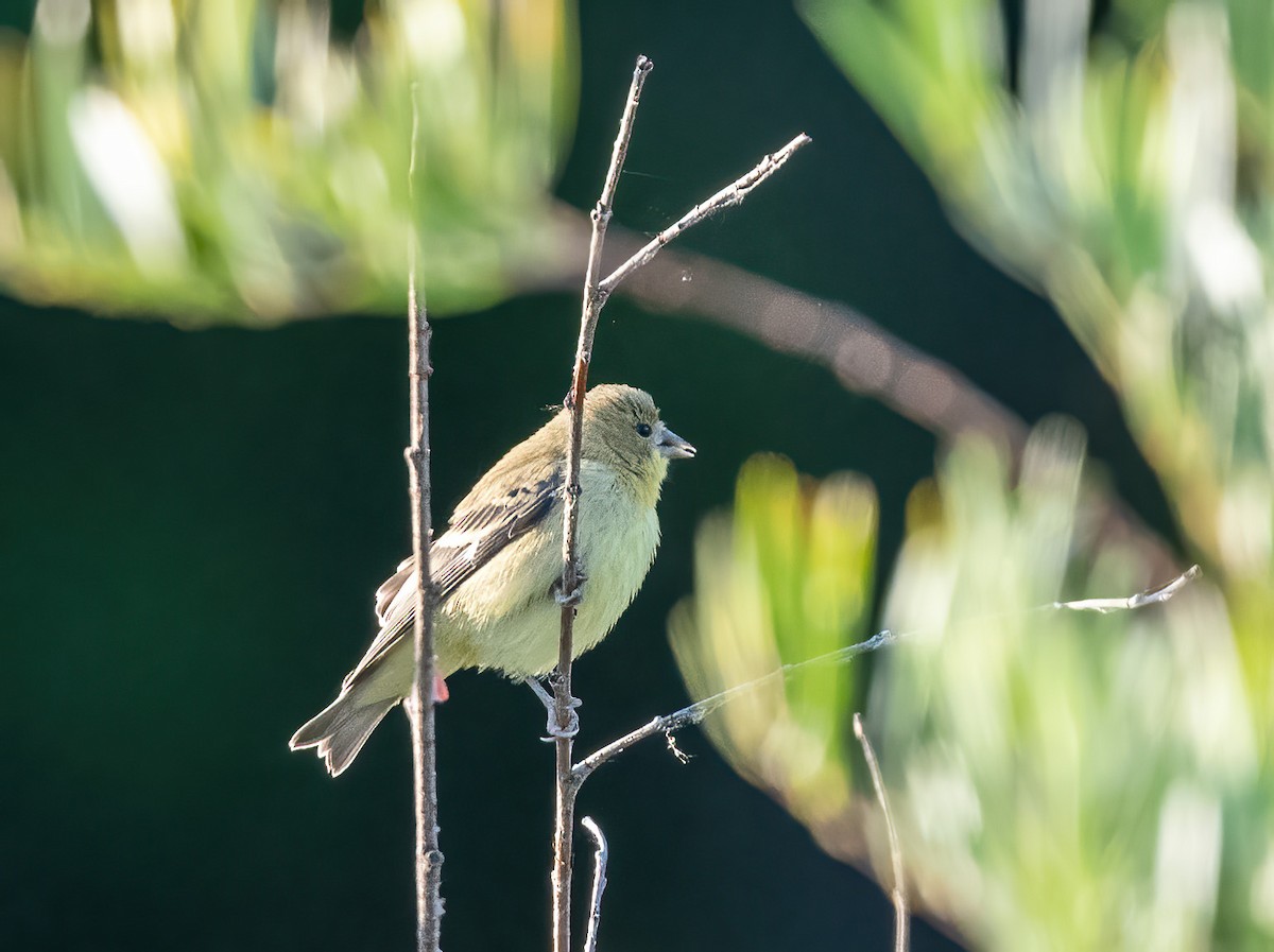Lesser Goldfinch - ML641160650