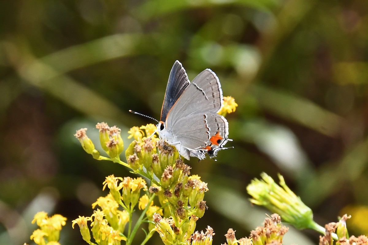 Mariposa Sedosa Gris - ML641160663