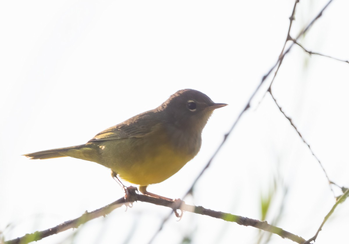 MacGillivray's Warbler - ML641160670