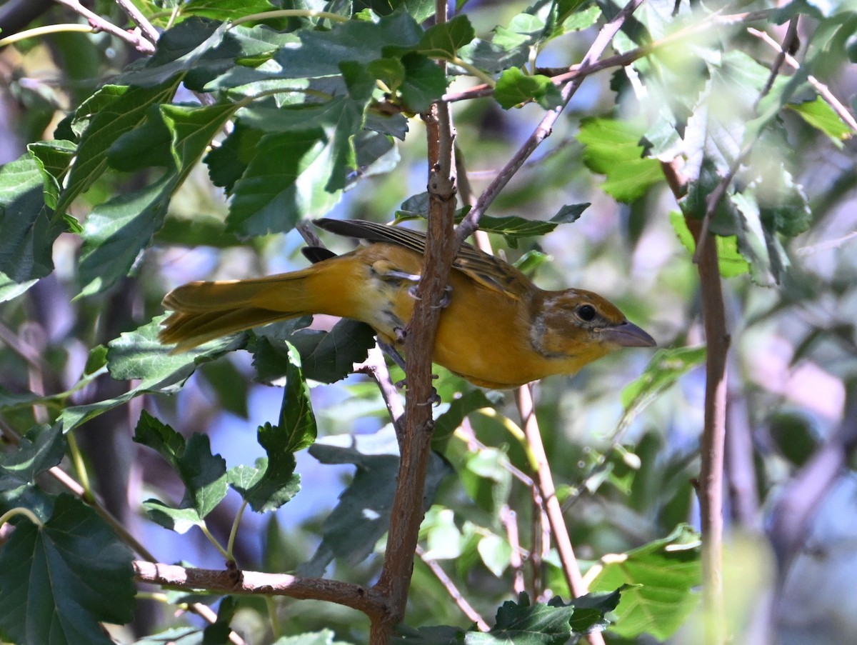 Summer Tanager - ML641160677
