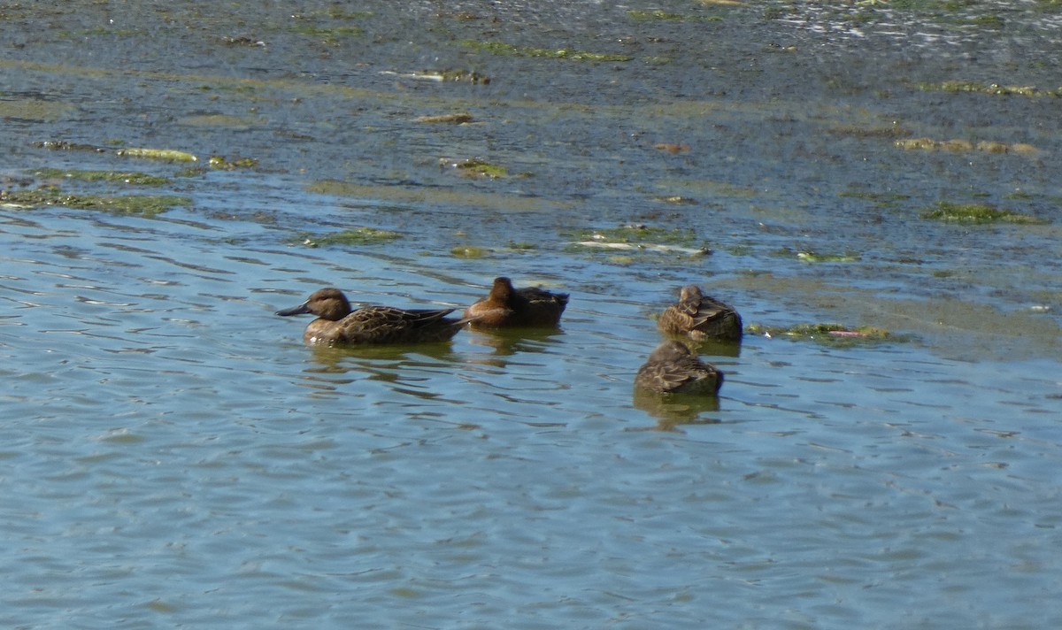 Cinnamon Teal - ML641160678