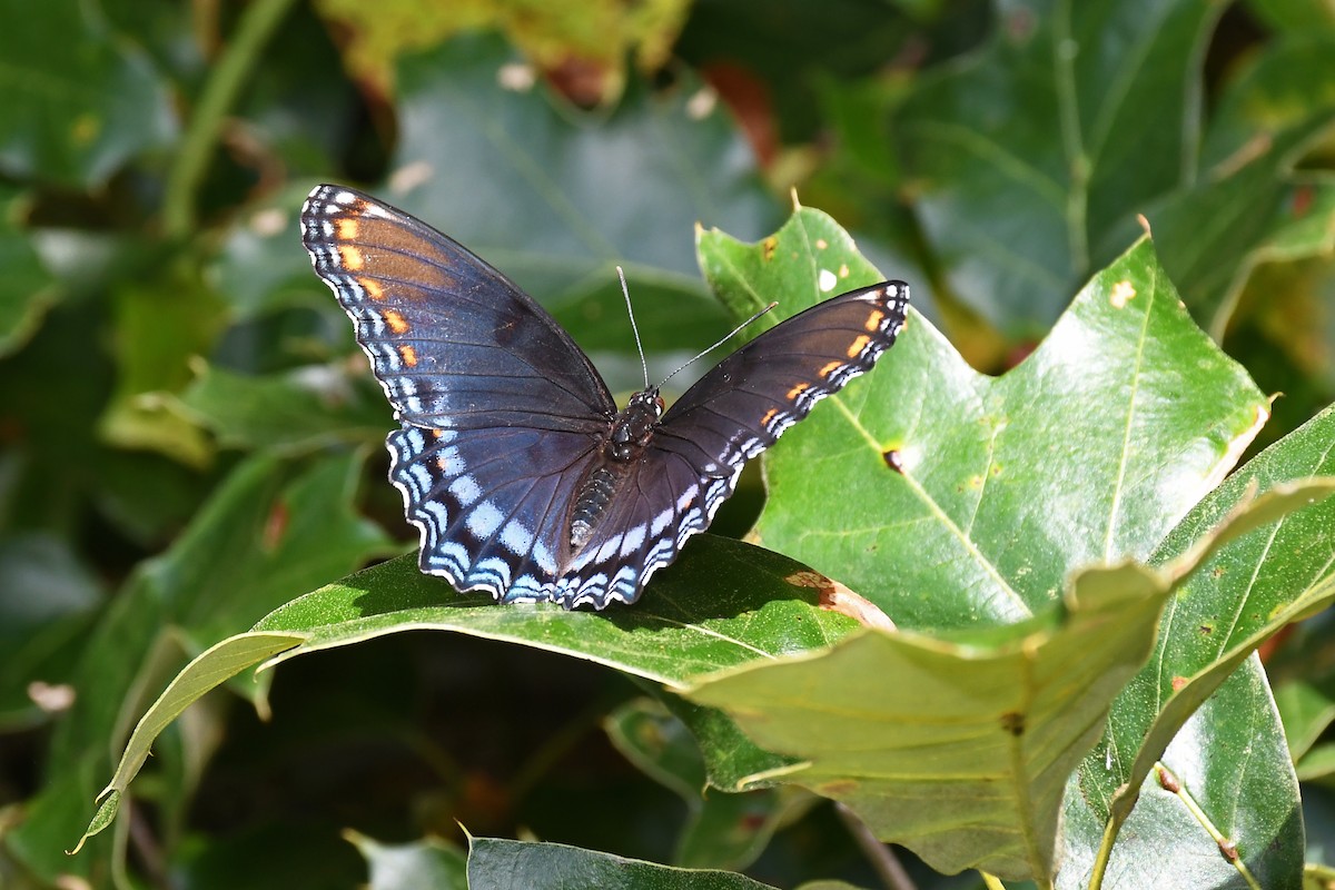 Mariposa almirante de manchas rojas - ML641160682
