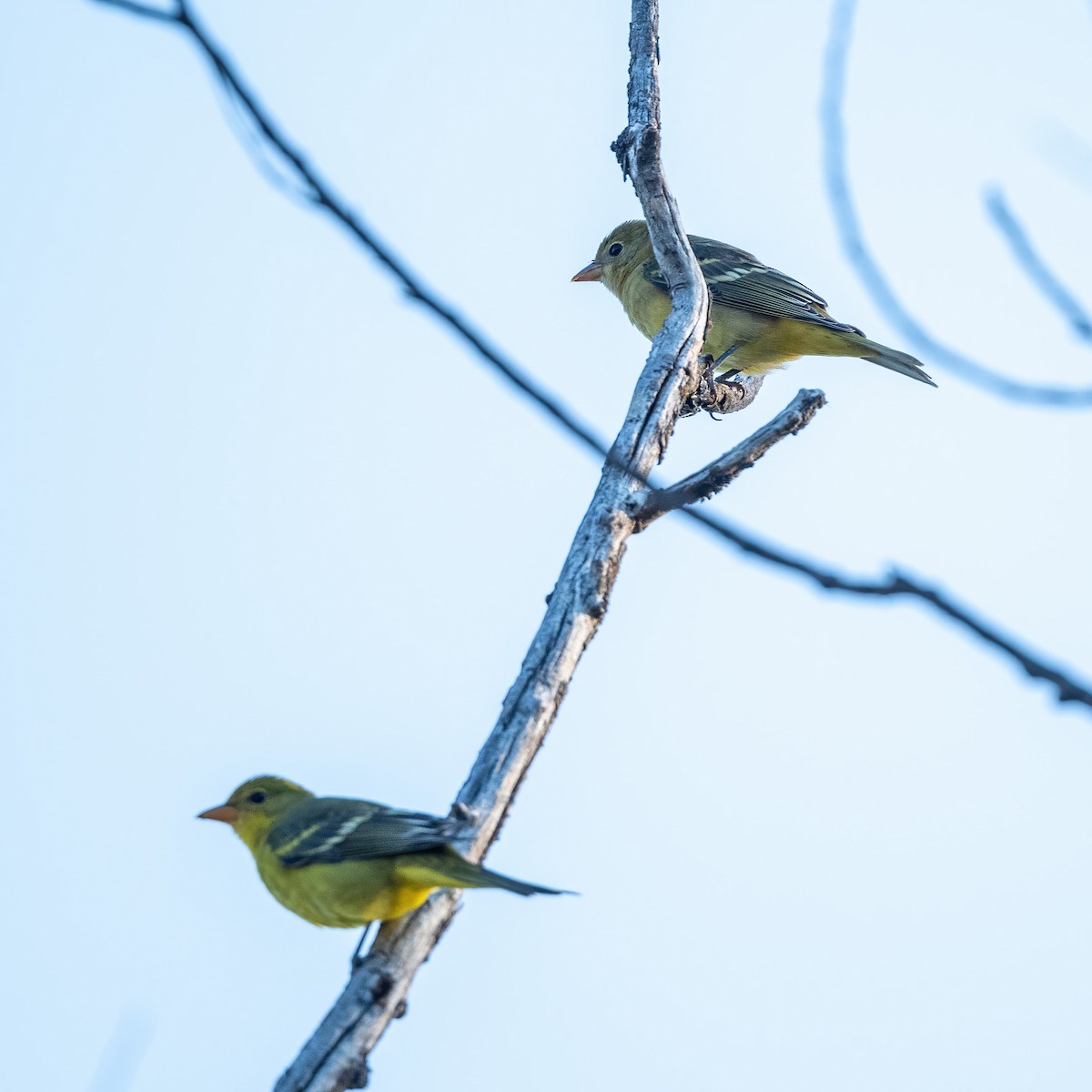 Western Tanager - ML641160700