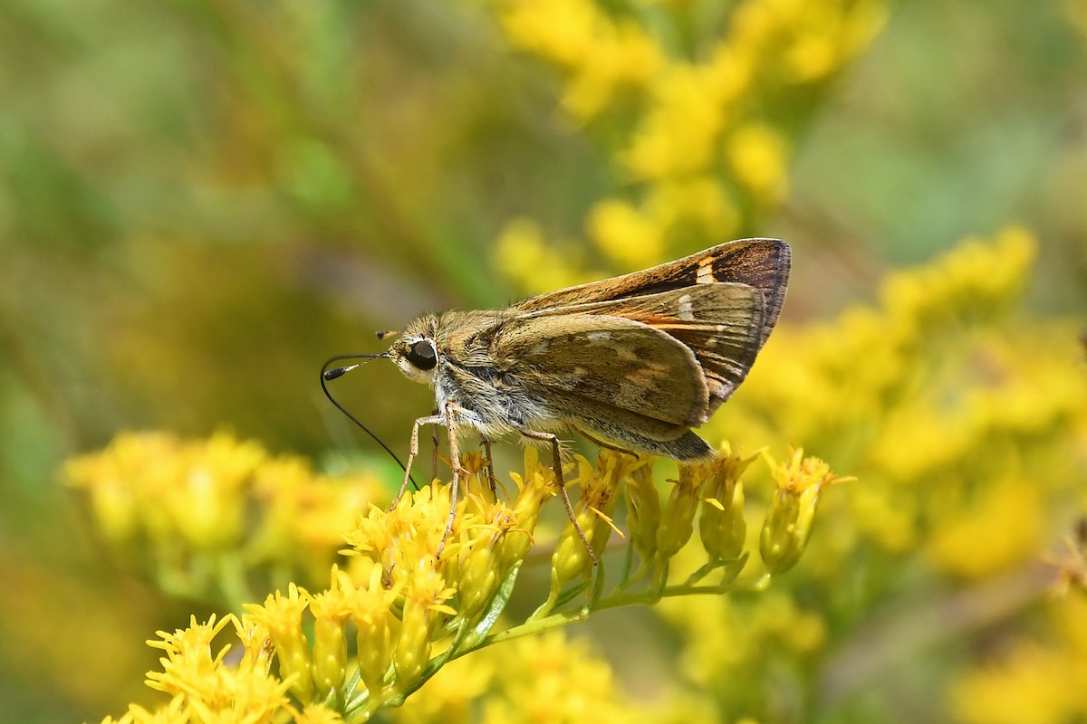Saltarina campestre Norteamericana - ML641160705