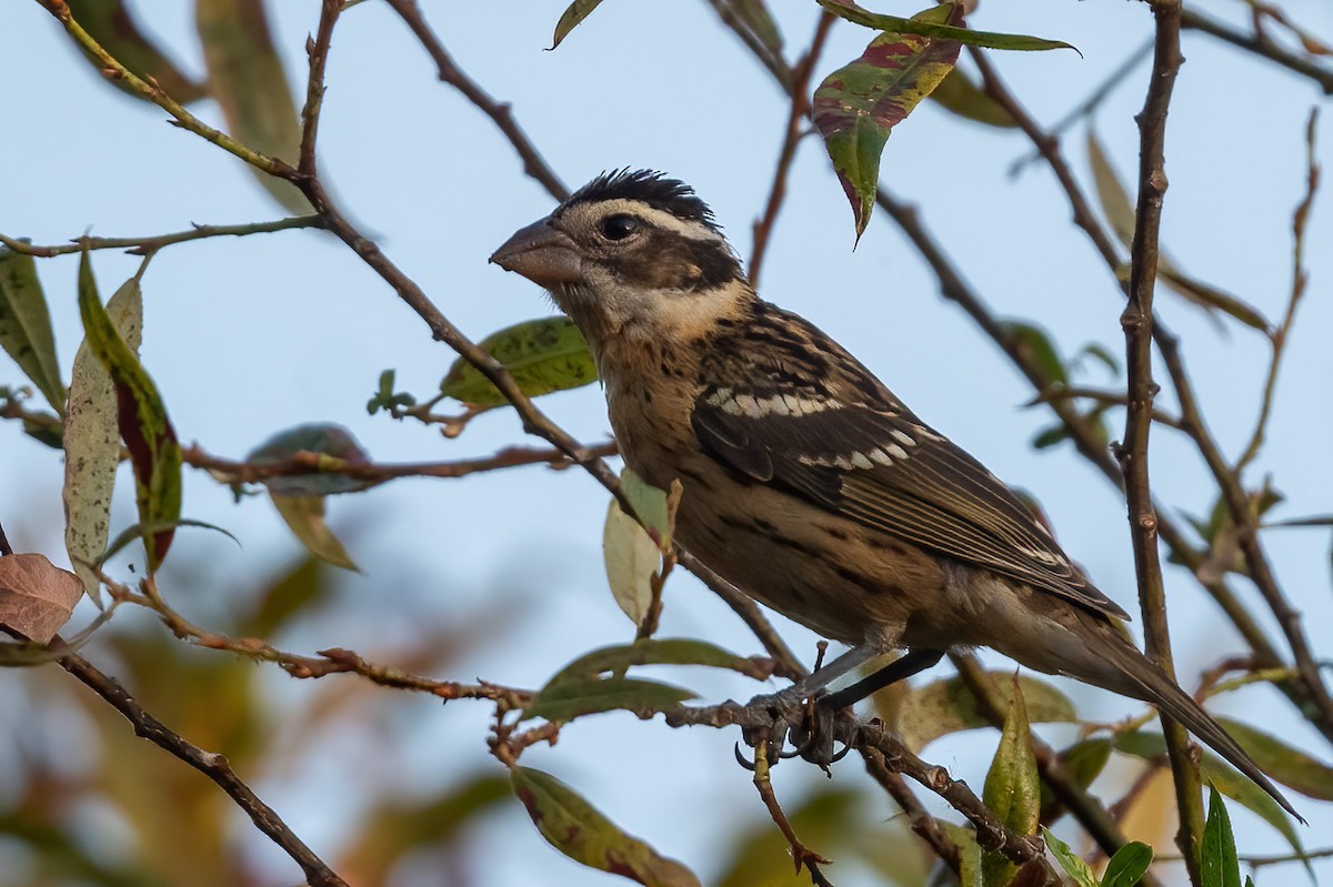 Black-headed Grosbeak - ML641160706