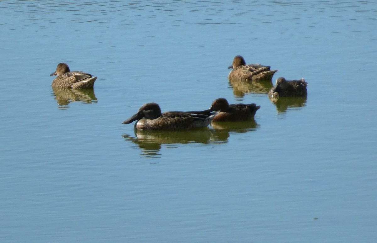 Northern Shoveler - ML641160712