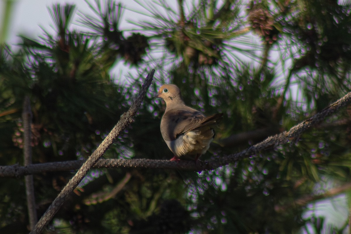 Mourning Dove - ML641160715