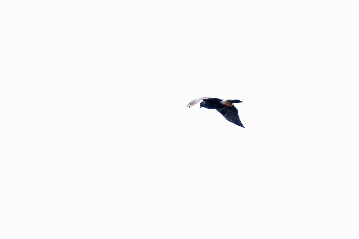 White-rumped Hawk - ML641160731