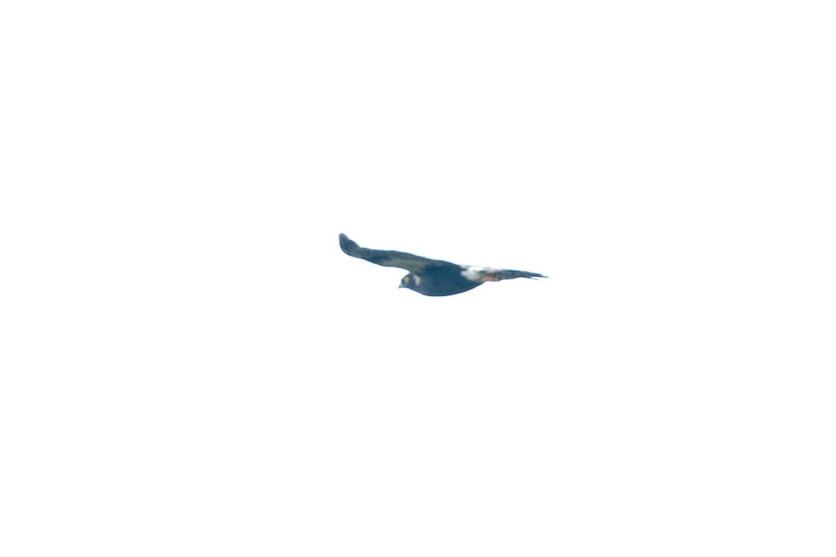 White-rumped Hawk - ML641160732