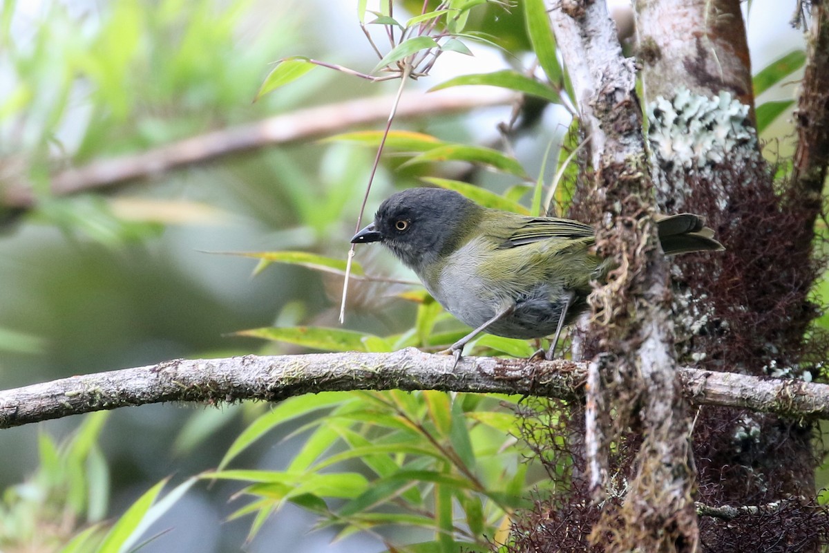 Dusky Chlorospingus - ML641160774