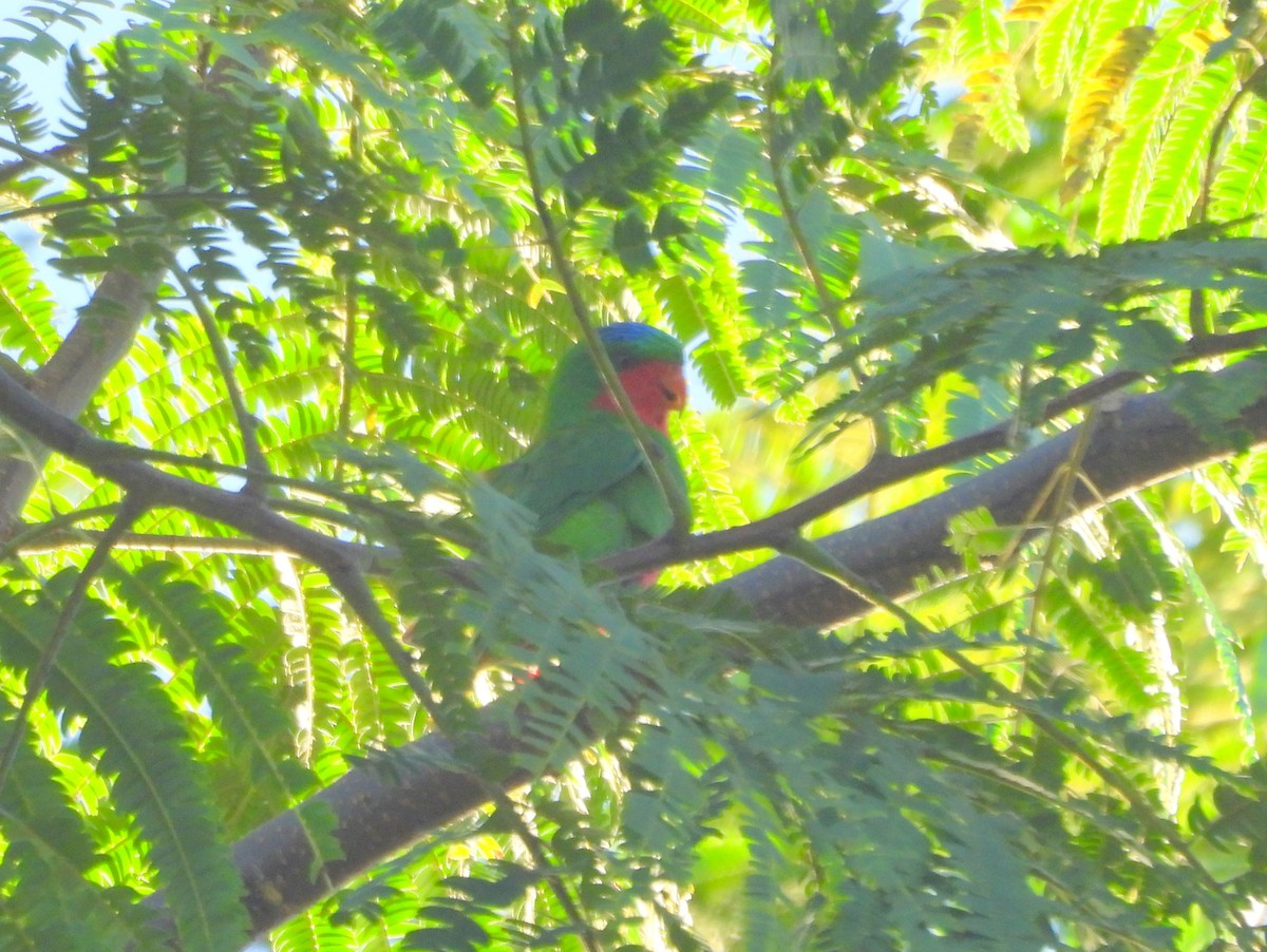 Blue-crowned Lorikeet - ML641160831