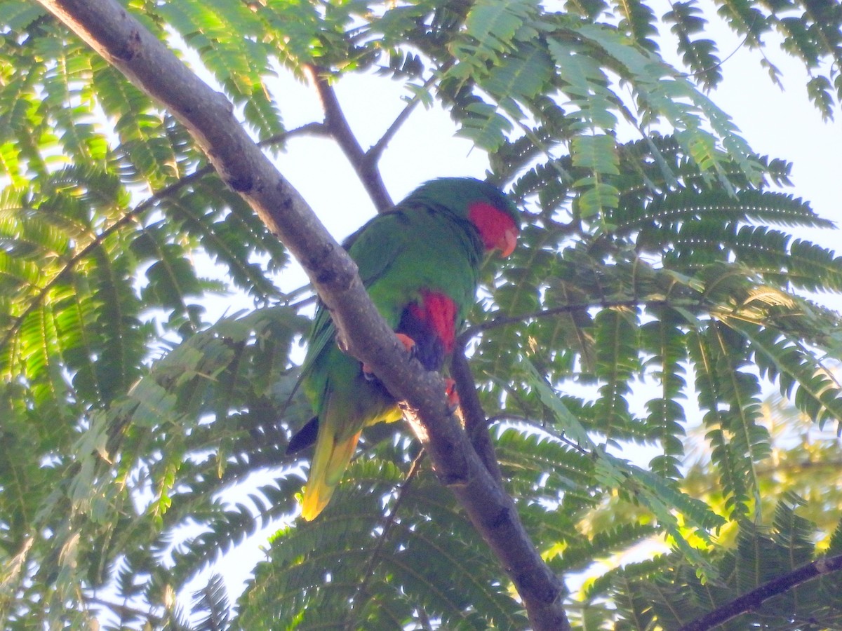 Blue-crowned Lorikeet - ML641160832