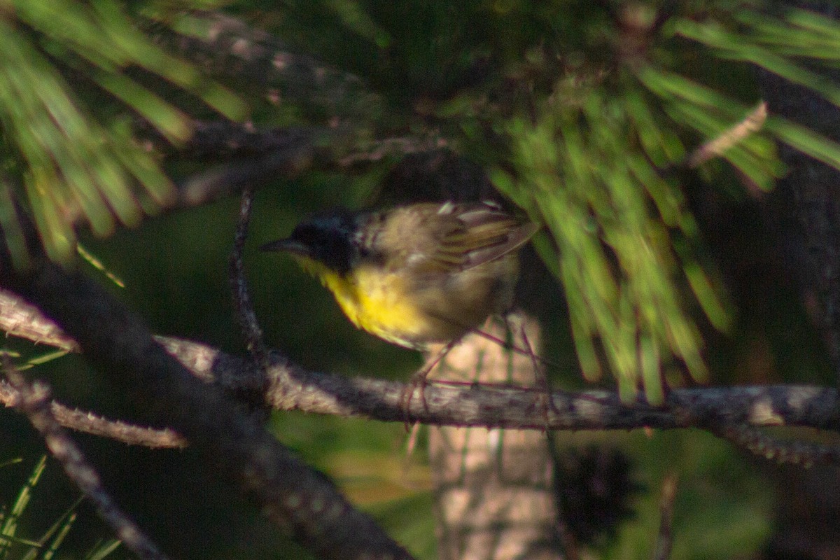 Common Yellowthroat - ML641160833