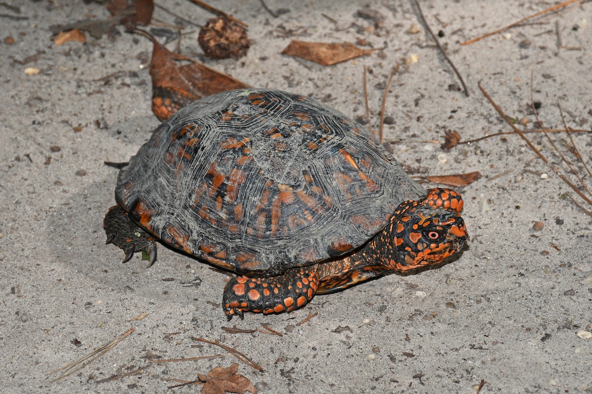 Eastern Box Turtle - ML641160839