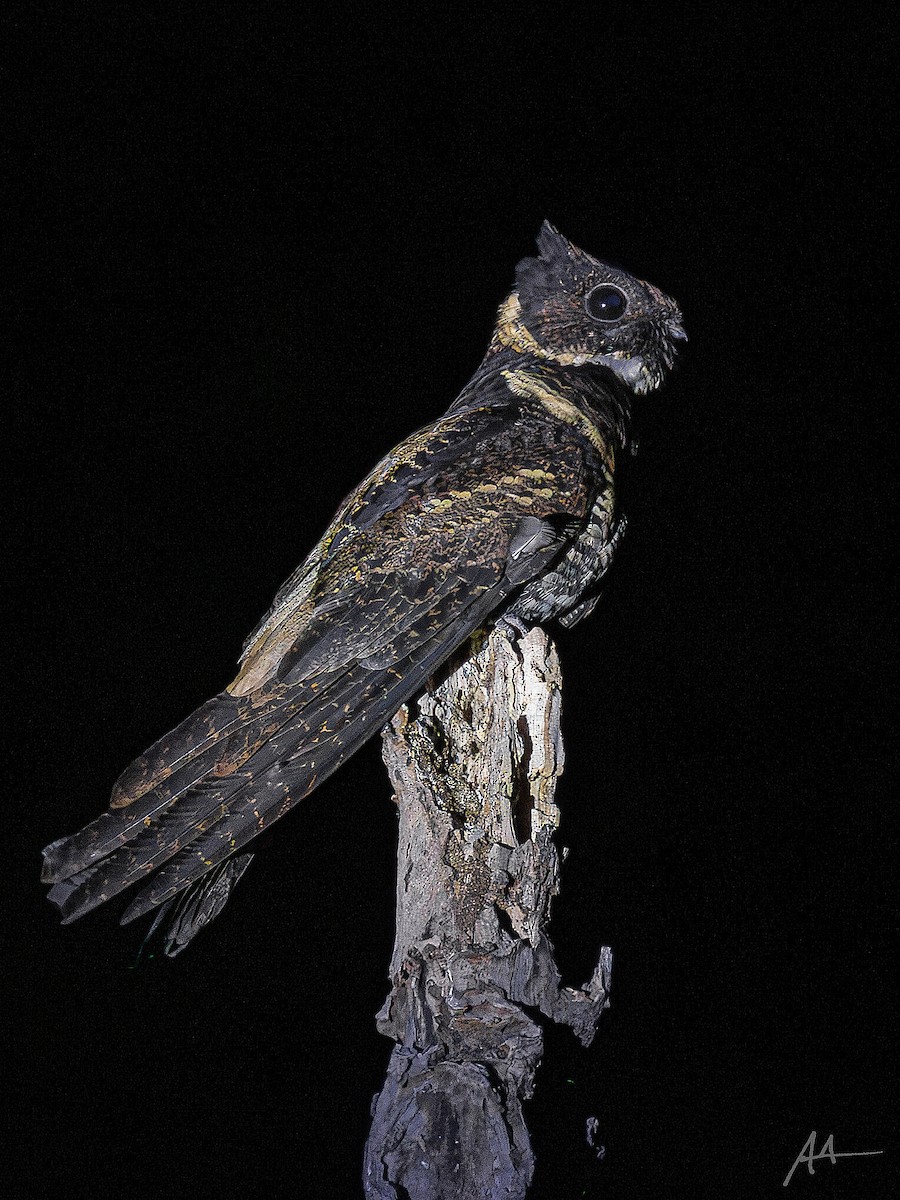 Great Eared-Nightjar - ML641160860