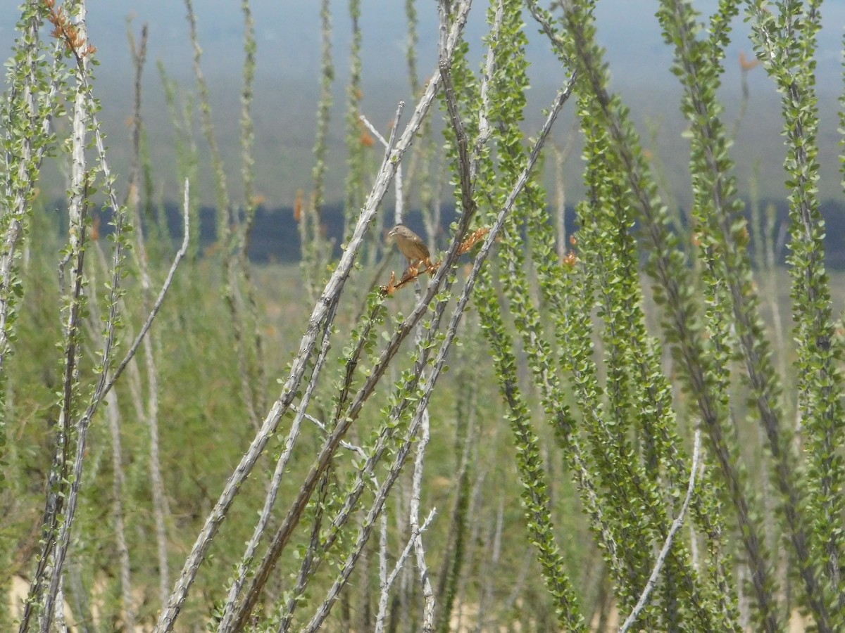 Botteri's Sparrow - ML641160913