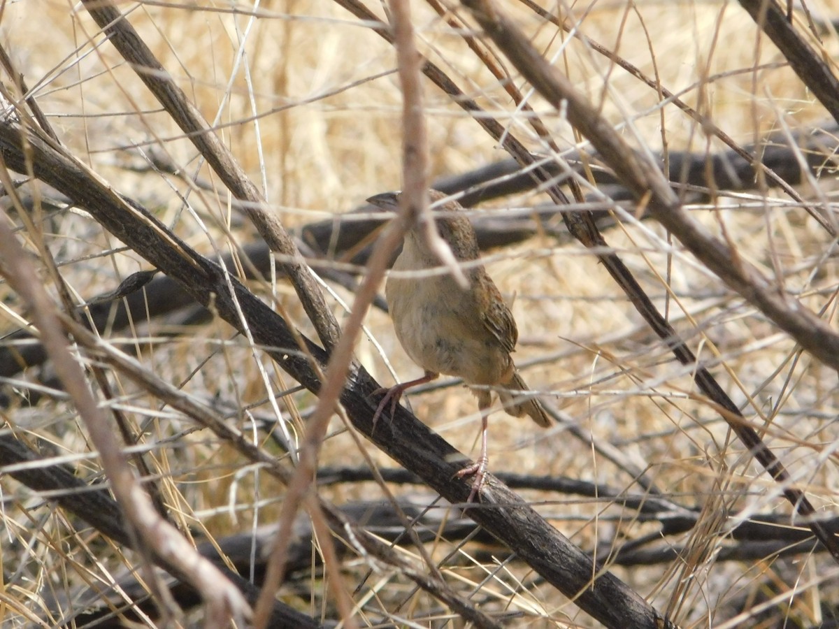 Botteri's Sparrow - ML641160918