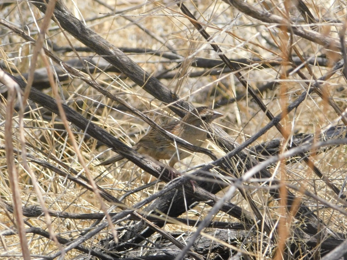 Botteri's Sparrow - ML641160921