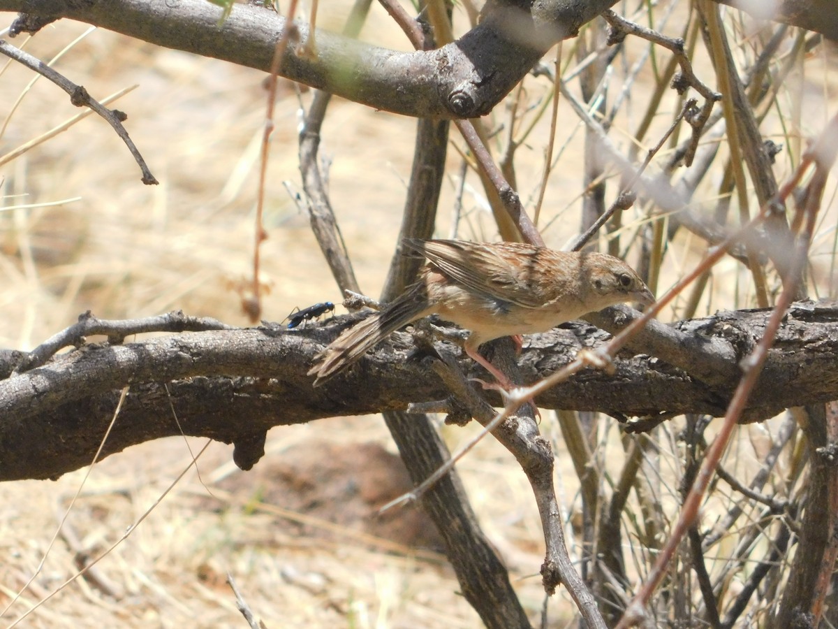 Botteri's Sparrow - ML641160931