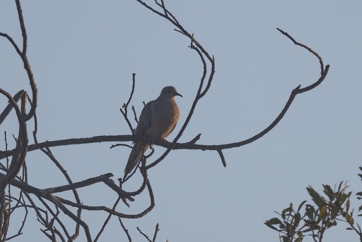 Mourning Dove - ML641160985