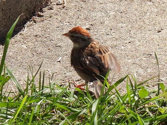 Chipping Sparrow - ML641160989
