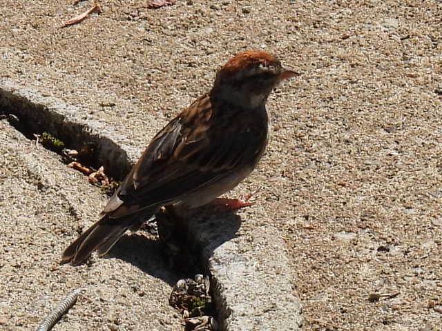 Chipping Sparrow - ML641160990