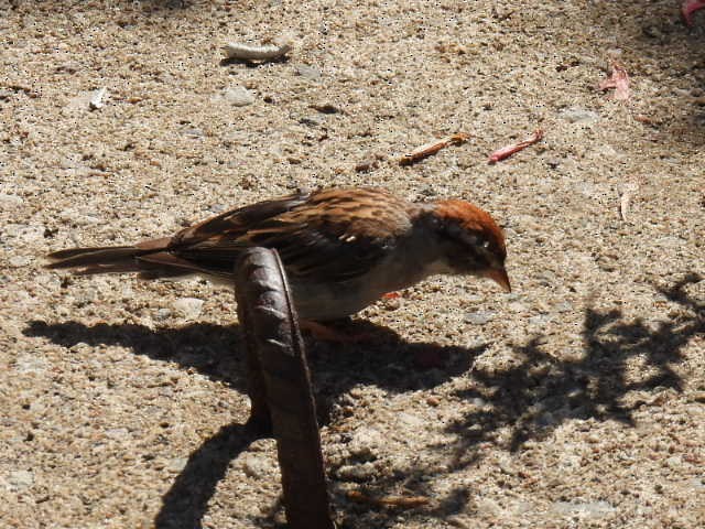 Chipping Sparrow - ML641160991