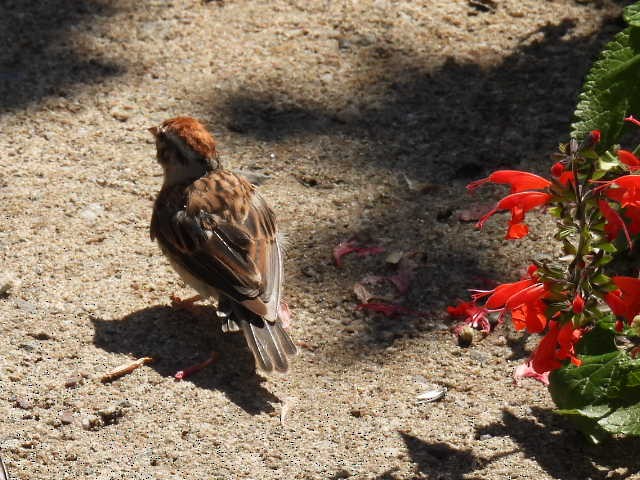Chipping Sparrow - ML641160992