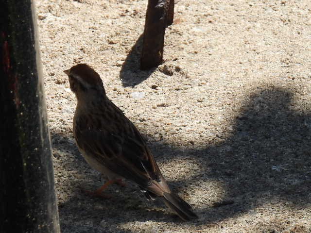 Chipping Sparrow - ML641160993