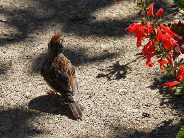 Chipping Sparrow - ML641160994