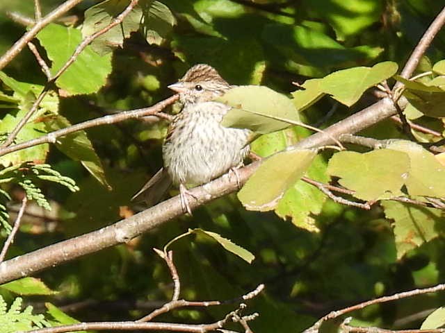 Chipping Sparrow - ML641160995