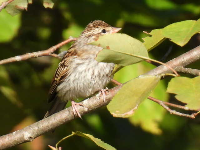 Chipping Sparrow - ML641160996