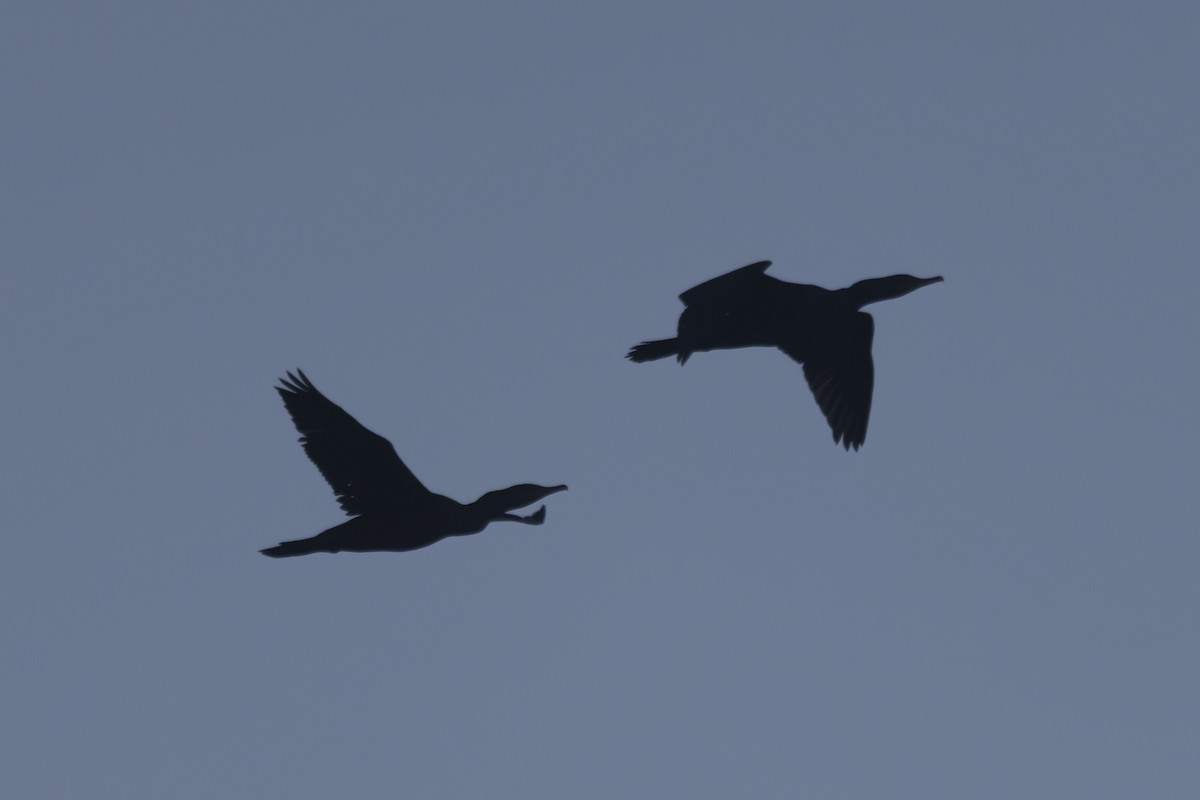 Double-crested Cormorant - ML641160998