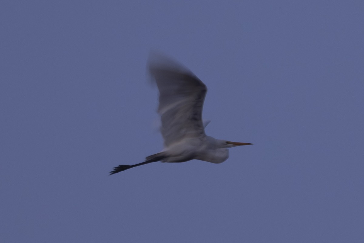Great Egret - ML641161003