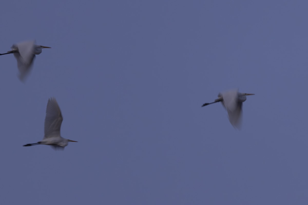 Great Egret - ML641161005