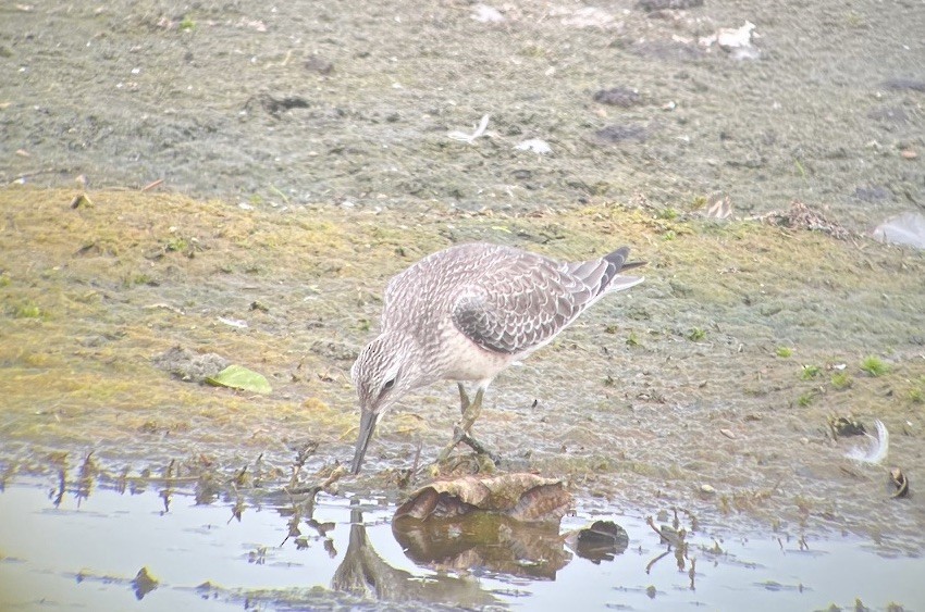Red Knot - ML641161006
