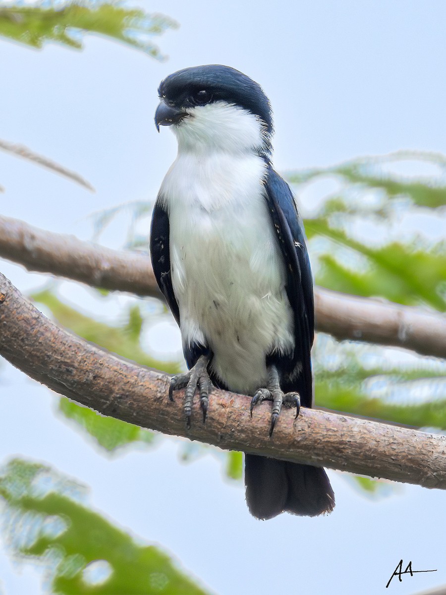 Philippine Falconet - ML641161013